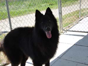 Farouc des Perles Noires