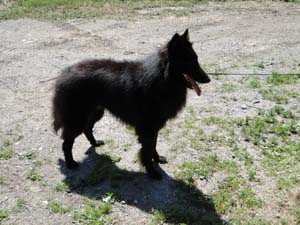 Farouc des Perles Noires