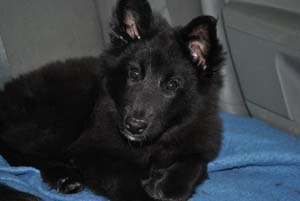 Mapbella's Magic Delapagaille