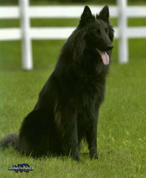 past breedings