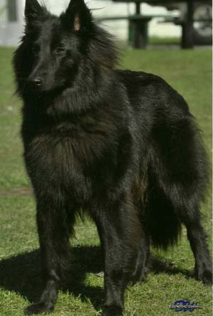 past breedings