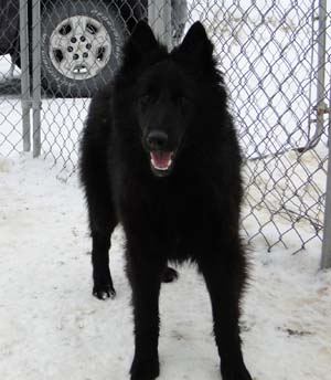 �toile Noire Pagaille Mapbella