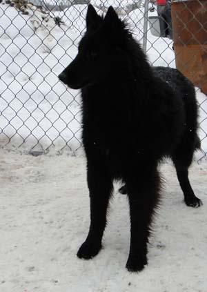 �toile Noire Pagaille Mapbella