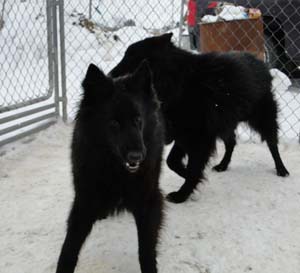 �toile Noire Pagaille Mapbella