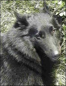 gone but not forgotten Moriane